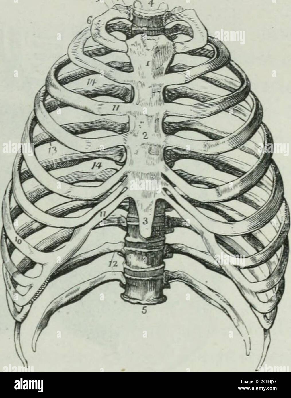 Lettres fisiologiques. Fig. 22. — la cage thoracique du squelette, vue de  côté, —a, b, les corps de ver-tèbres; c, cl, les apophyses épineuses des  vertèbres dorsales; le sternum-e, h, k,