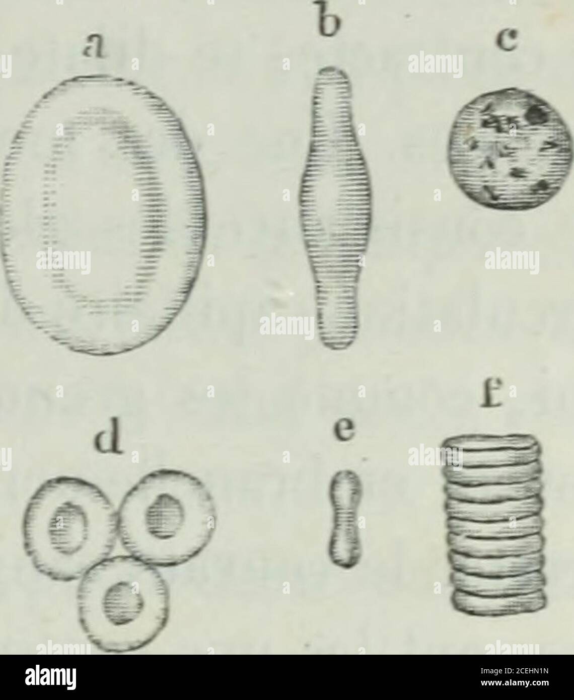Lettres fisiologiques. Uide incolore appelé le plasma. En ...