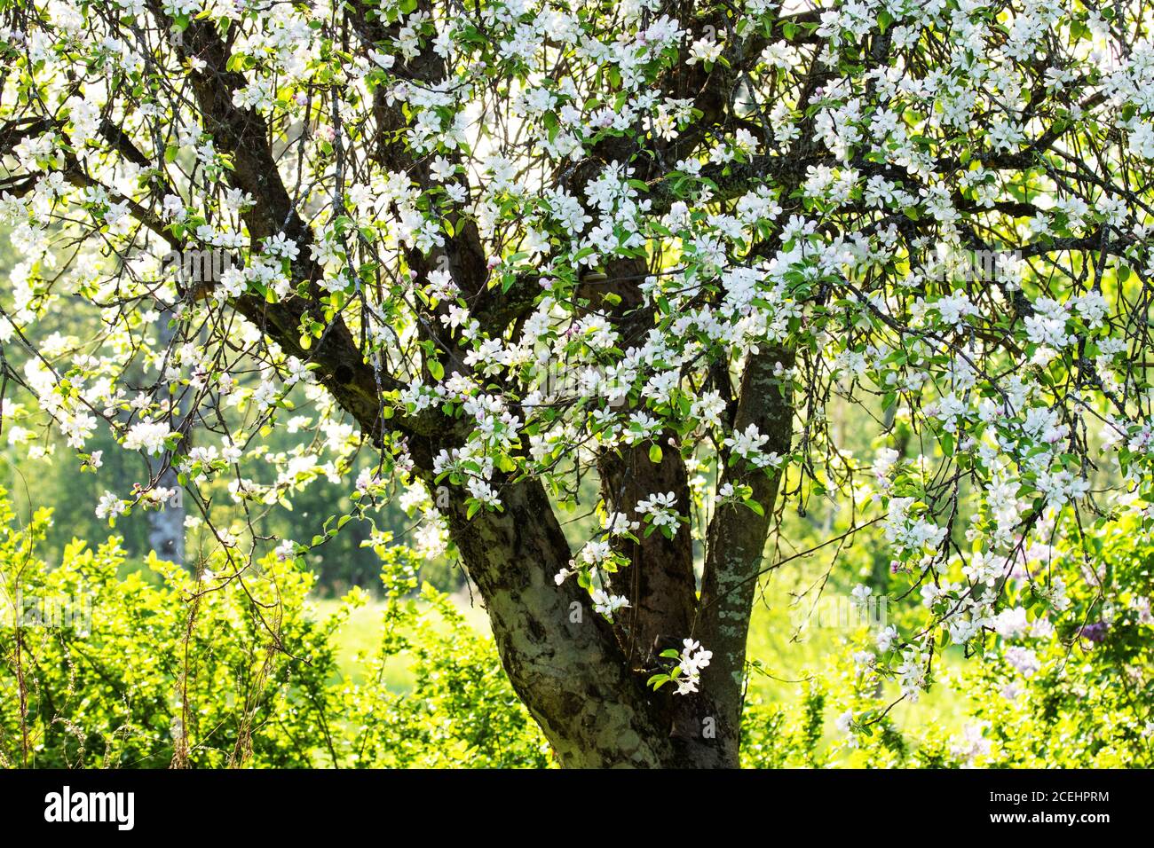 Un hermoso árbol de manzana con flores blancas durante la primavera en las zonas rurales de Estonia, en el norte de Europa. Foto de stock
