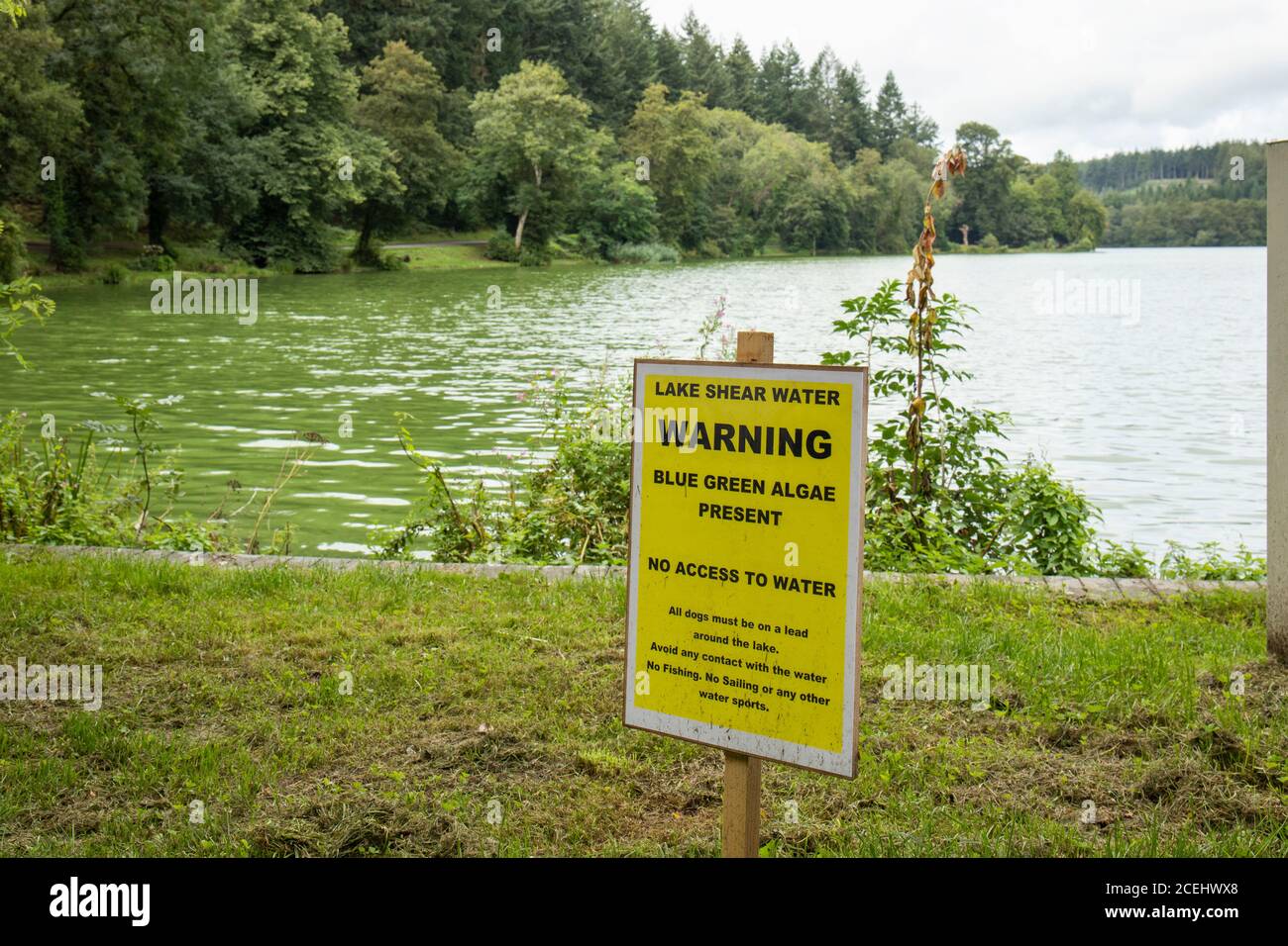 El lago en Shearwater aviso de alerta sobre algas verdes azules que está presente en el agua y un peligro. Longleat Estate, Wiltshire, Inglaterra, Reino Unido Foto de stock