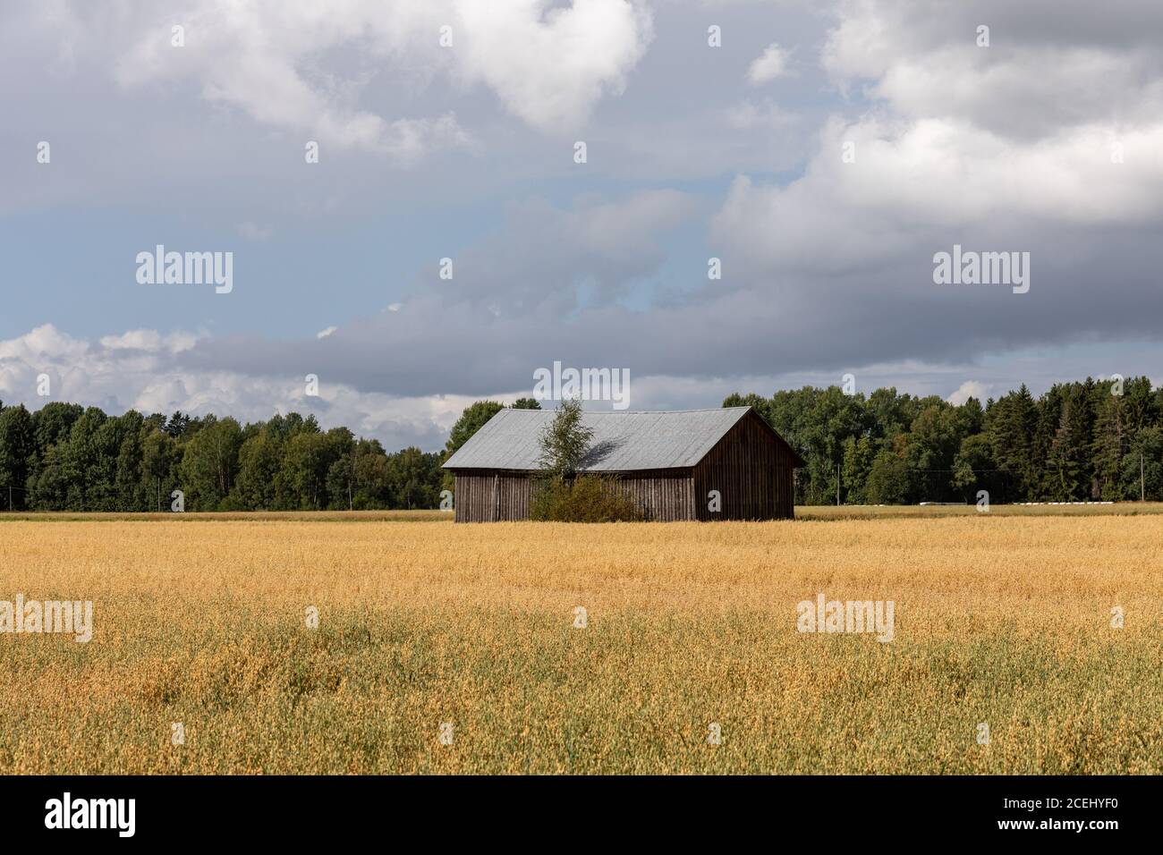 Antiguo granero o granero en medio del campo de avena en el campo rural de Hauho, Finlandia Foto de stock