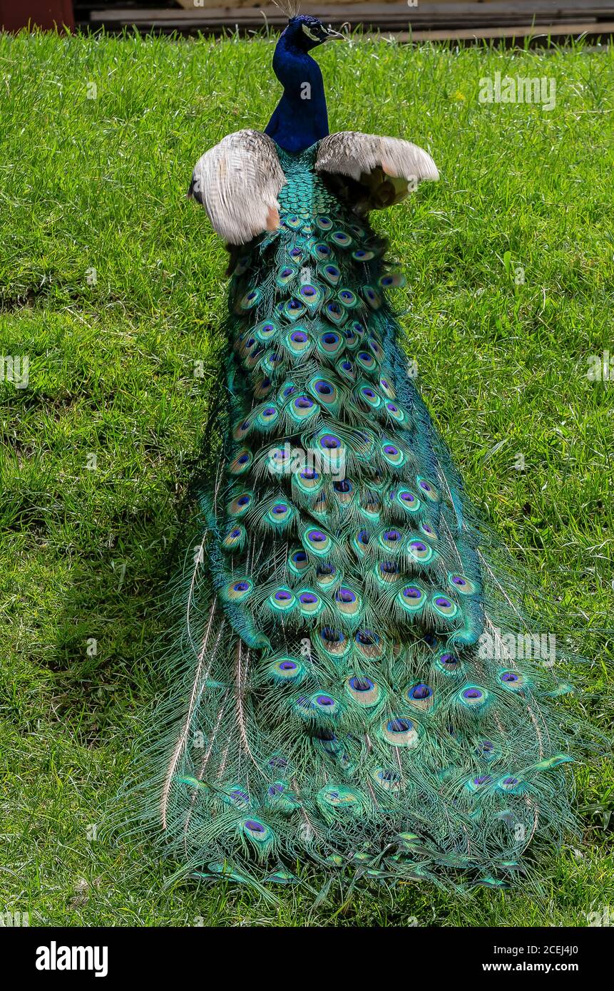 El peaflwl es un nombre común para tres especies de aves del género