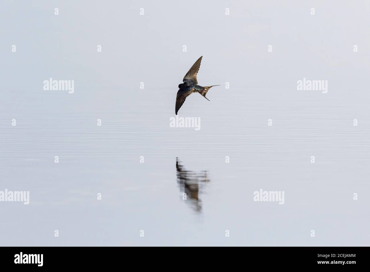 01263-00307 Barn Swallow (Hirundo rustica) macho en vuelo sobre el humedal Marion Co. IL Foto de stock