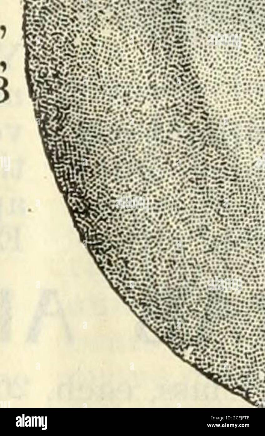 . El catálogo ilustrado de Lovett: Árboles y plantas. Foto de stock
