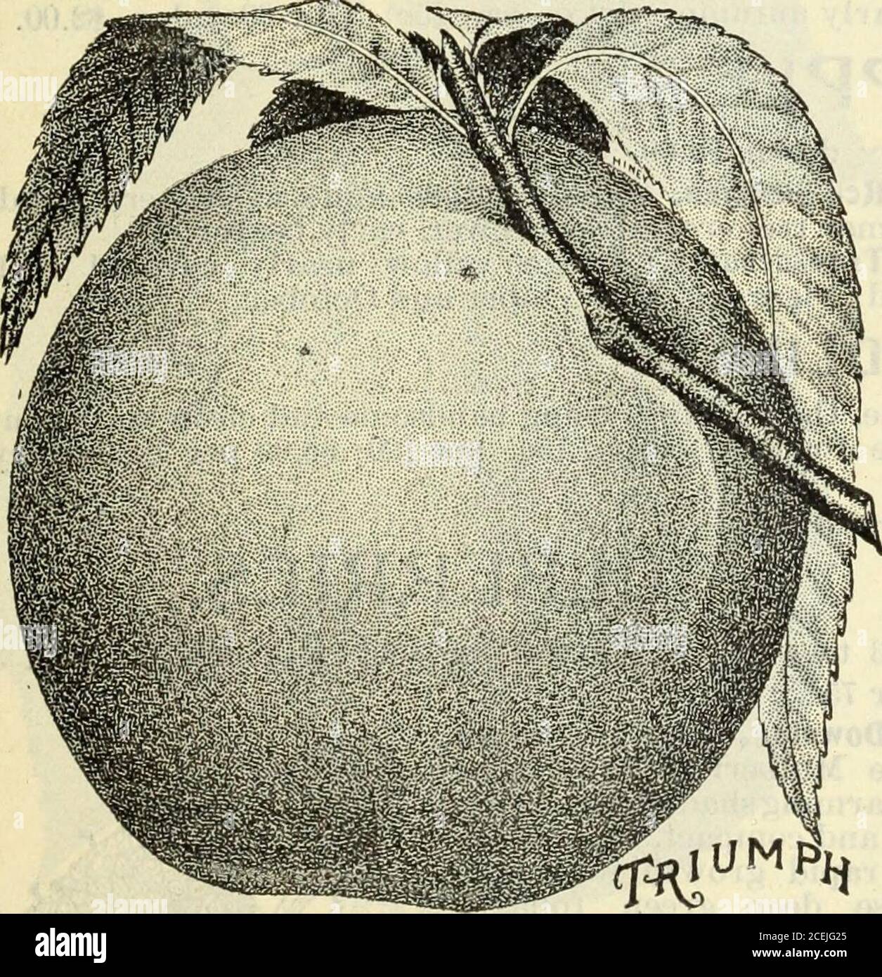 . El catálogo ilustrado de Lovett: Árboles y plantas. Foto de stock