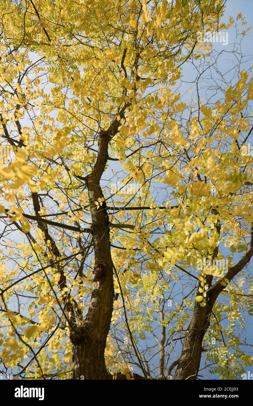 De abajo tiro de árbol alto con hojas amarillas brillantes sobre el fondo  del cielo azul claro Fotografía de stock - Alamy