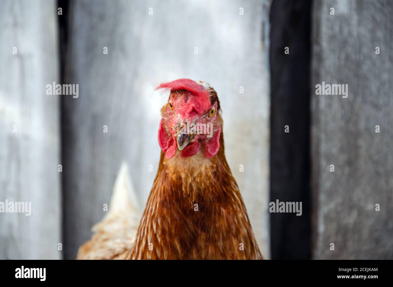 Las gallinas se alimentan en la tradicional rural de corral en día soleado. Detalle de la cabeza de gallina. Pollos sentados en el gallinero. Cerca de pollo parado en el granero Foto de stock