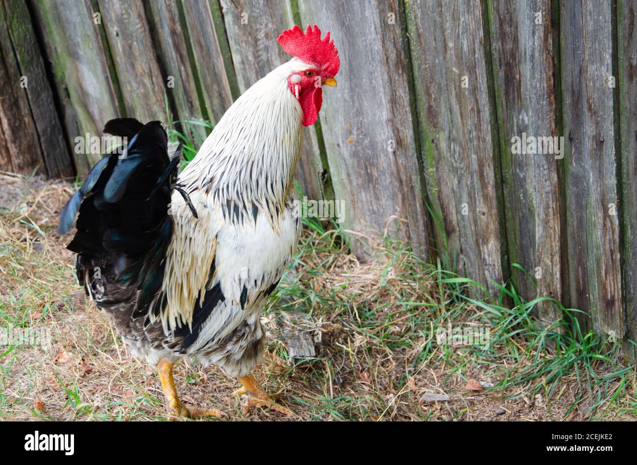 Las gallinas se alimentan en la tradicional rural de corral en día soleado. Detalle de la cabeza de gallina. Pollos sentados en el gallinero. Cerca de pollo parado en el granero Foto de stock