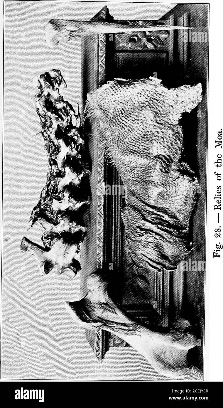 Moa Imagenes De Stock En Blanco Y Negro Alamy