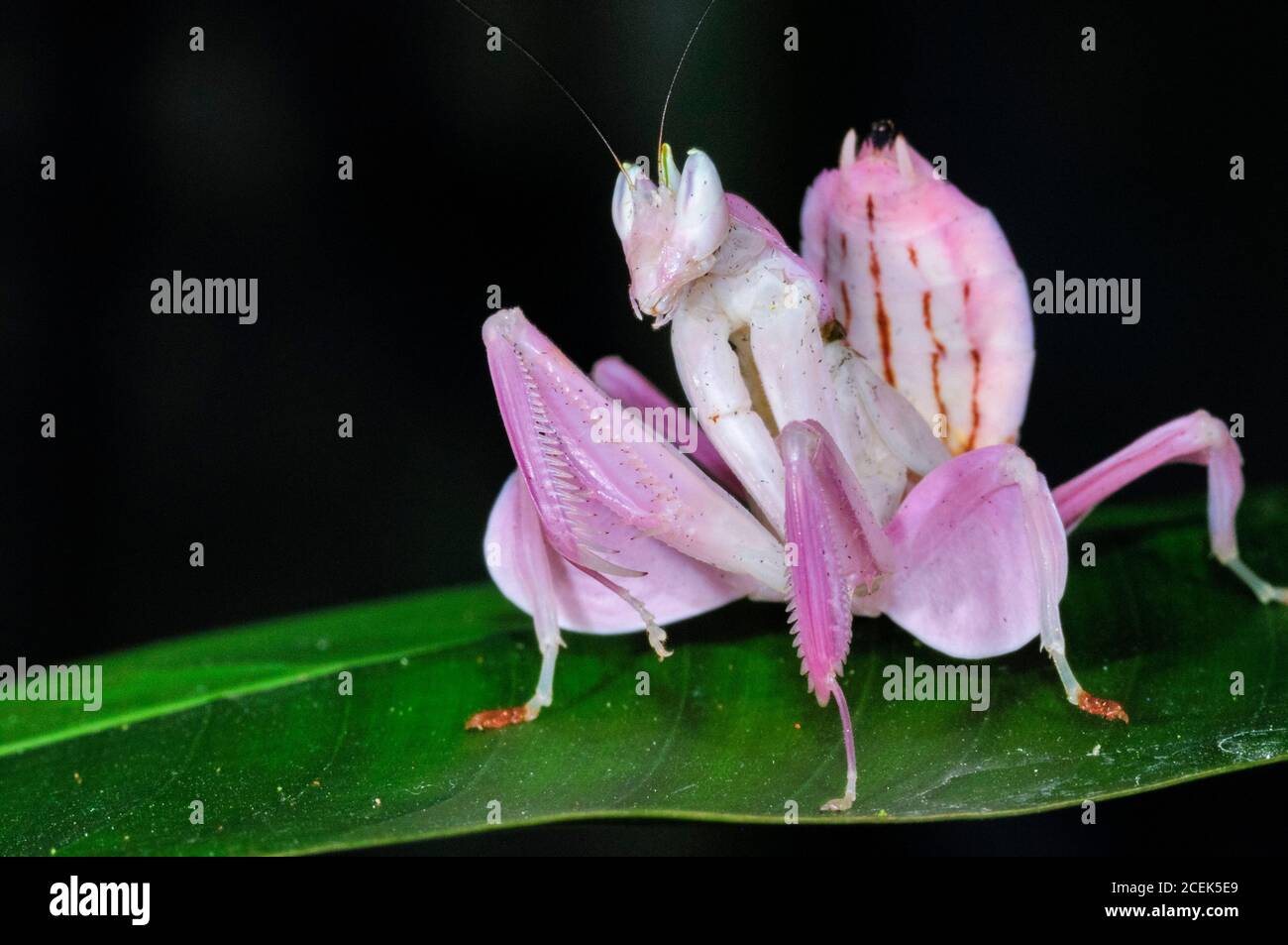 Mantis de orquídeas rosadas, mantis de orquídeas malasias, Hymenopus coronatus, o Hymenopus bicornis, una mantis de flores, una mantis de oración que imita a la perfección Foto de stock