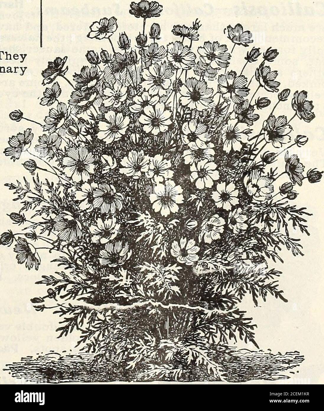 Flores y verduras para la primavera de 1920, será reconocida como una de las plantas más artísticas de reciente introducción. 15 c. perpaquete, 2 para 25 c. Co c r»t 4 Flores y verduras para la primavera de 1920, será reconocida como una de las plantas más artísticas de reciente introducción. 15 c. perpaquete, 2 para 25 c. Co c r»t 4