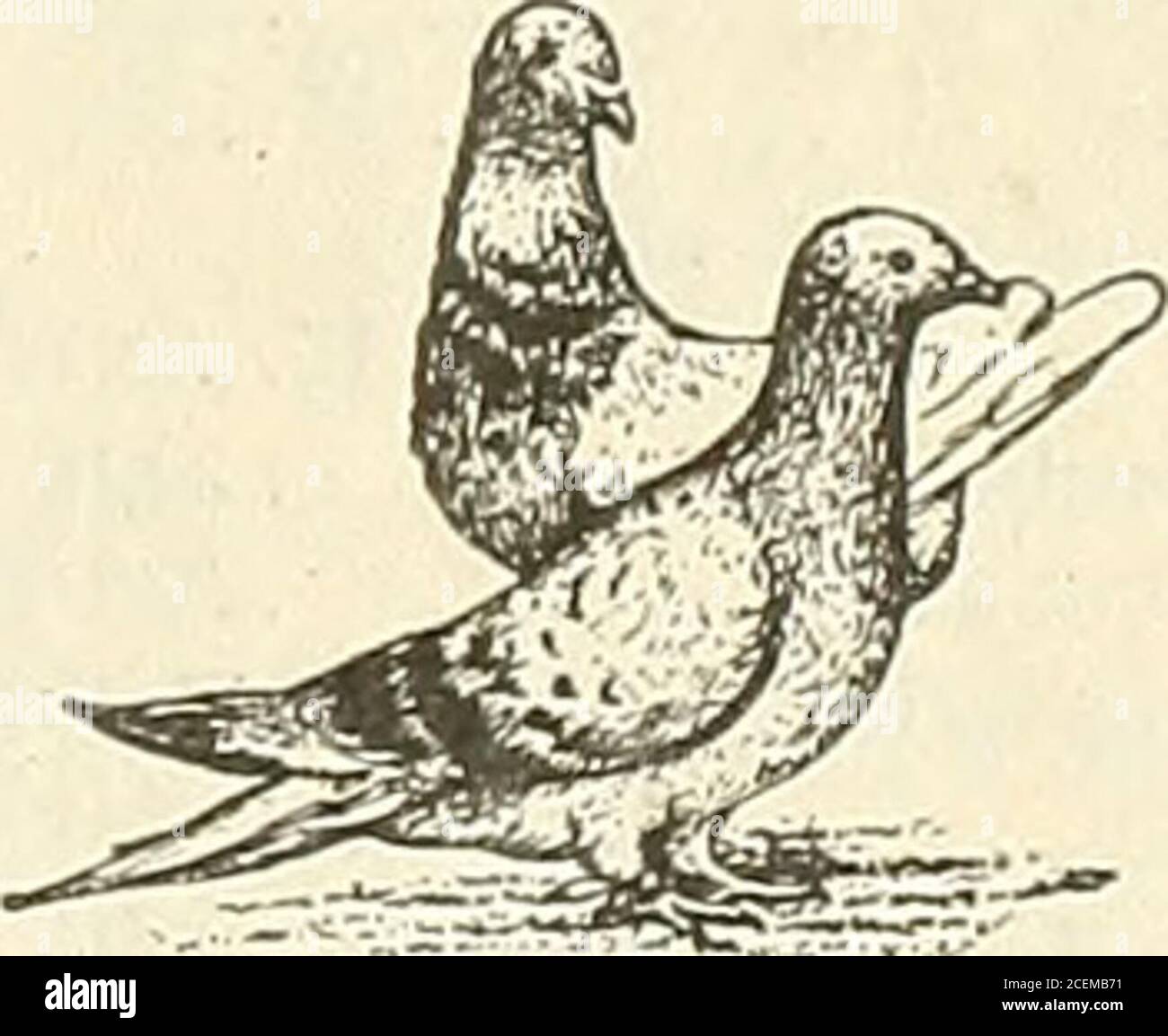 Palomas gigantes fotografías e imágenes de alta resolución Alamy