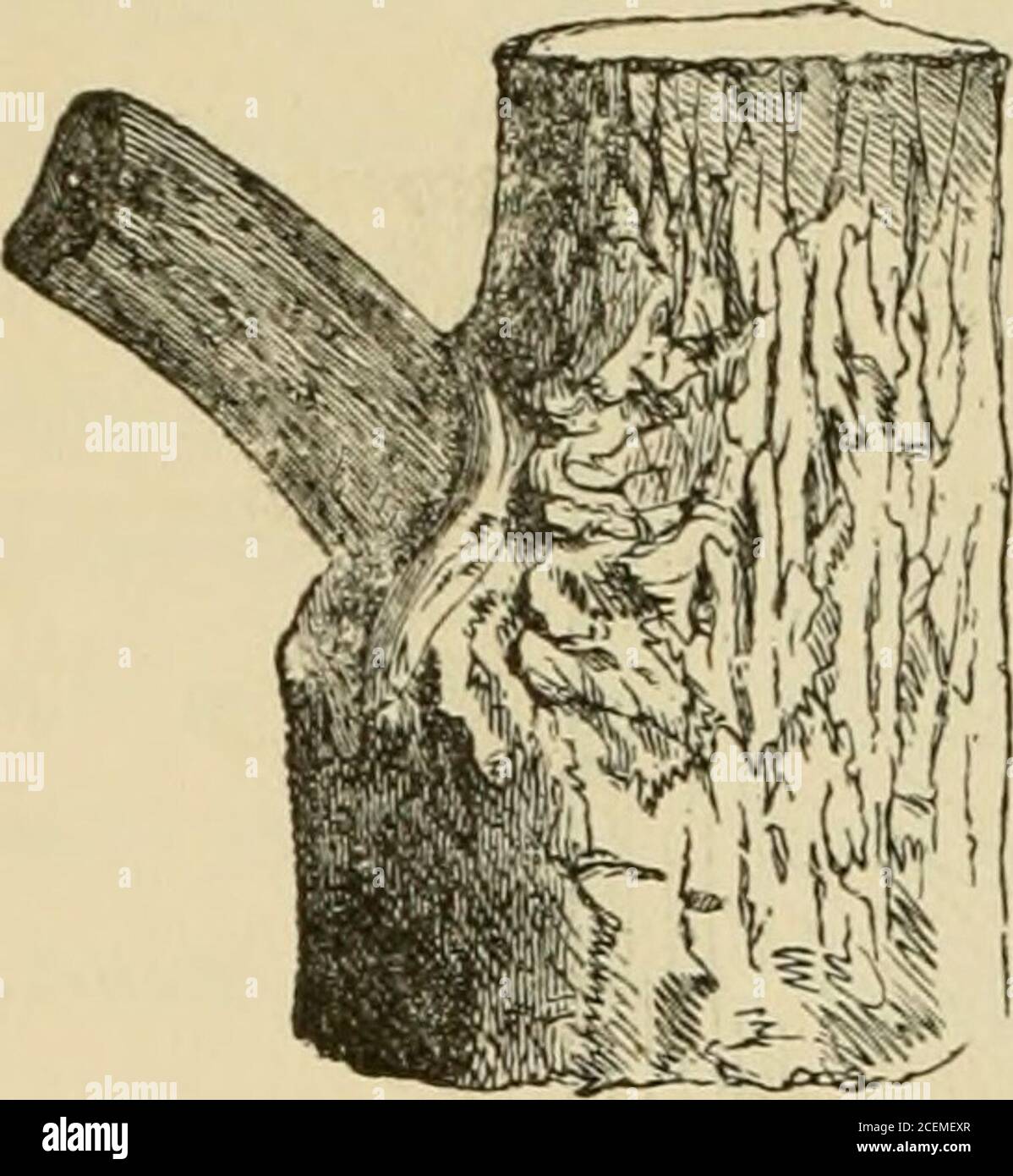 Un tratado sobre bosque de poda y árboles ornamentales. Fig. 8. — golpe de  una rama de poda de sobrina. 14 PODA DE ÁRBOLES.. En cuanto a la manera en  que
