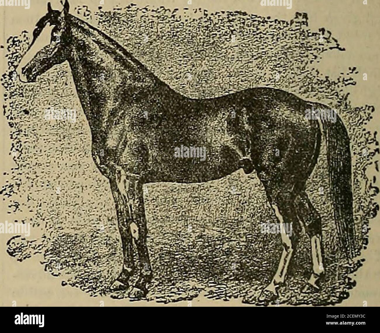 Criador Y Deportista V Arnold Harris Comus Por Greens Bashaw Dam Topsv Bv Profeta Hijo 1 Hillsblack Hawk Zanoni Caballo Marron 16 1 Manos Paladado 7 De Mayo De 18 Bredby C Bemis