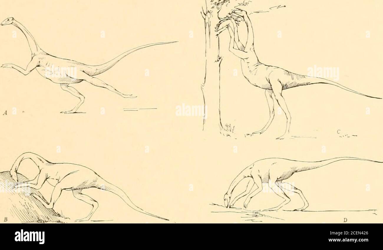 El origen y la evolución de la vida, sobre la teoría de la acción, la  reacción y la interacción de la energía. Vista lateral del dinosaurio  tirano, Tyran-nosaurus (izquierda), y del