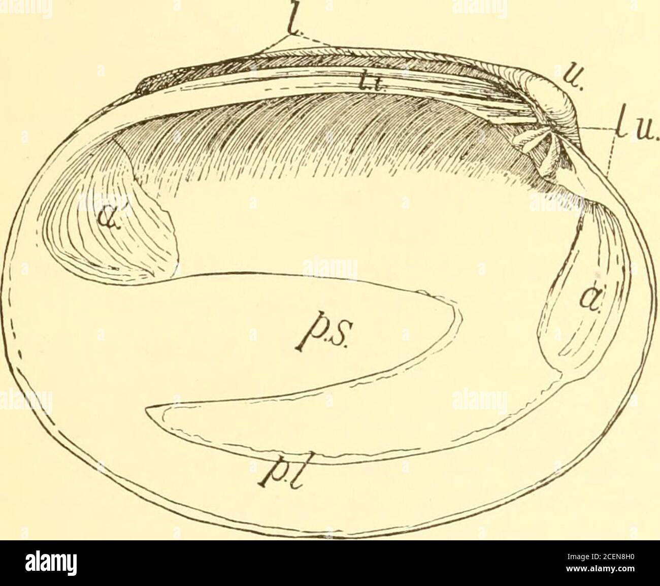 alaska bolsagage fees