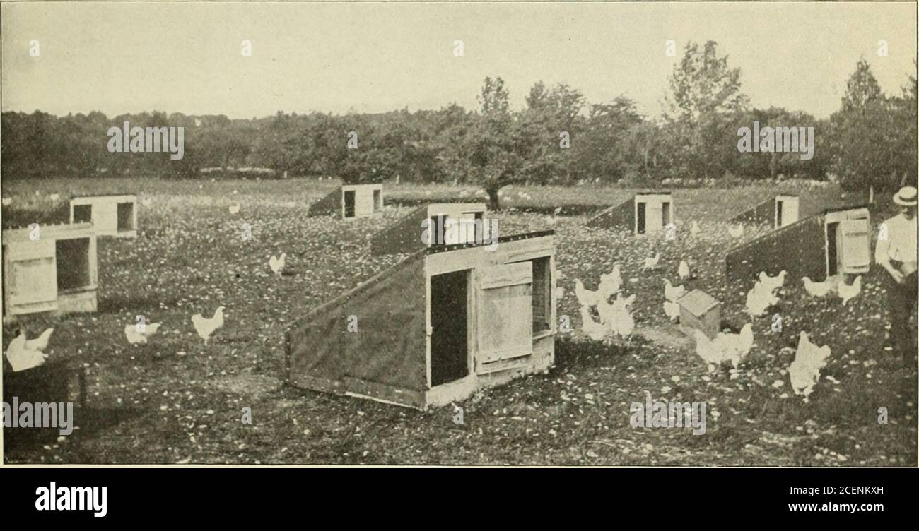 Incubación y cría artificial. H—COLONIAS DE CASAS EN LA ZONA DE HIERBA el  11 de abril, 11 pollos eclosionaron; una pollera fue aplastada en el nido  por la gallina. El examen