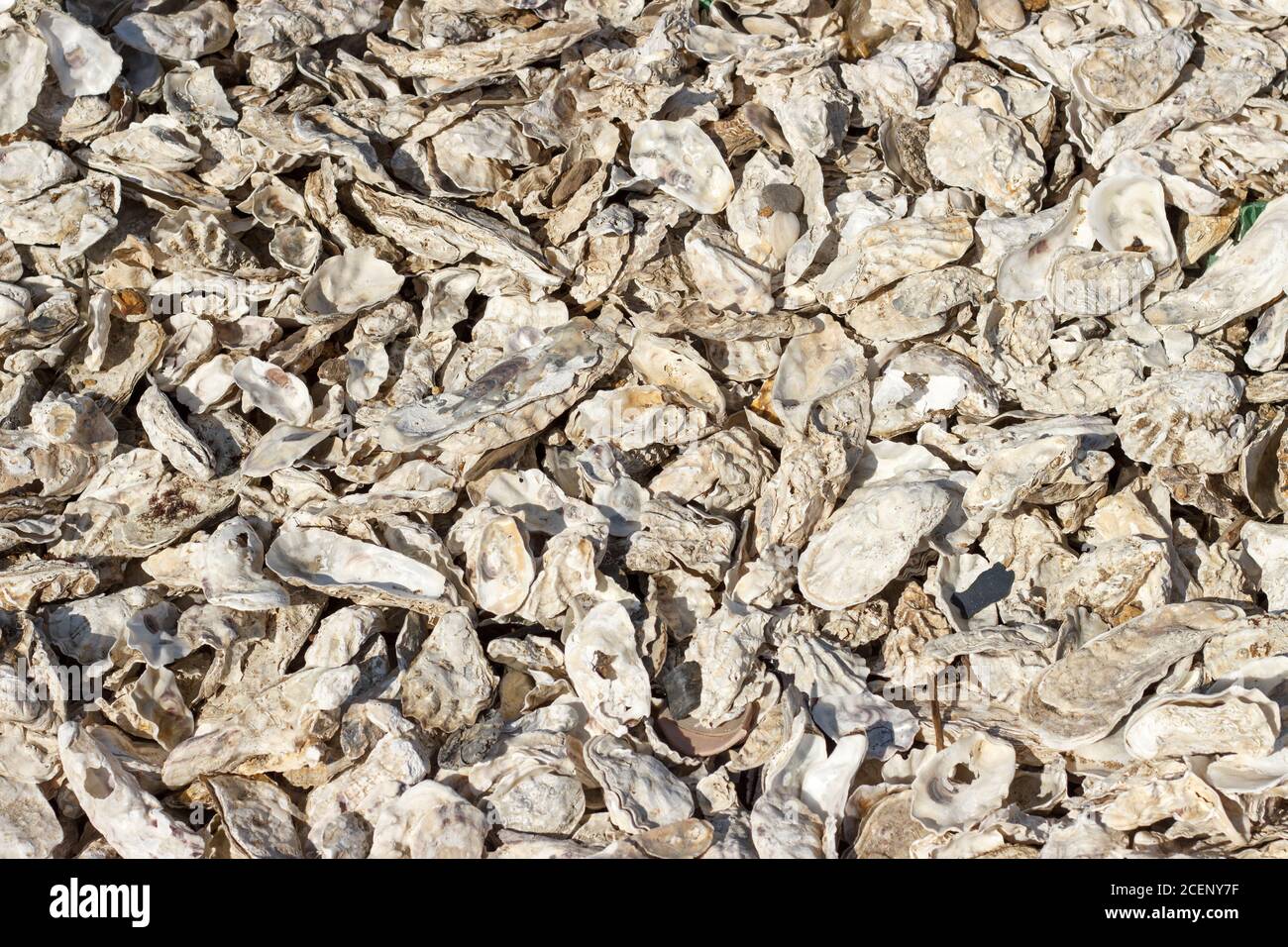 Muchas conchas de ostras arrojadas por la tormenta en el closeup de la costa. Foto de stock