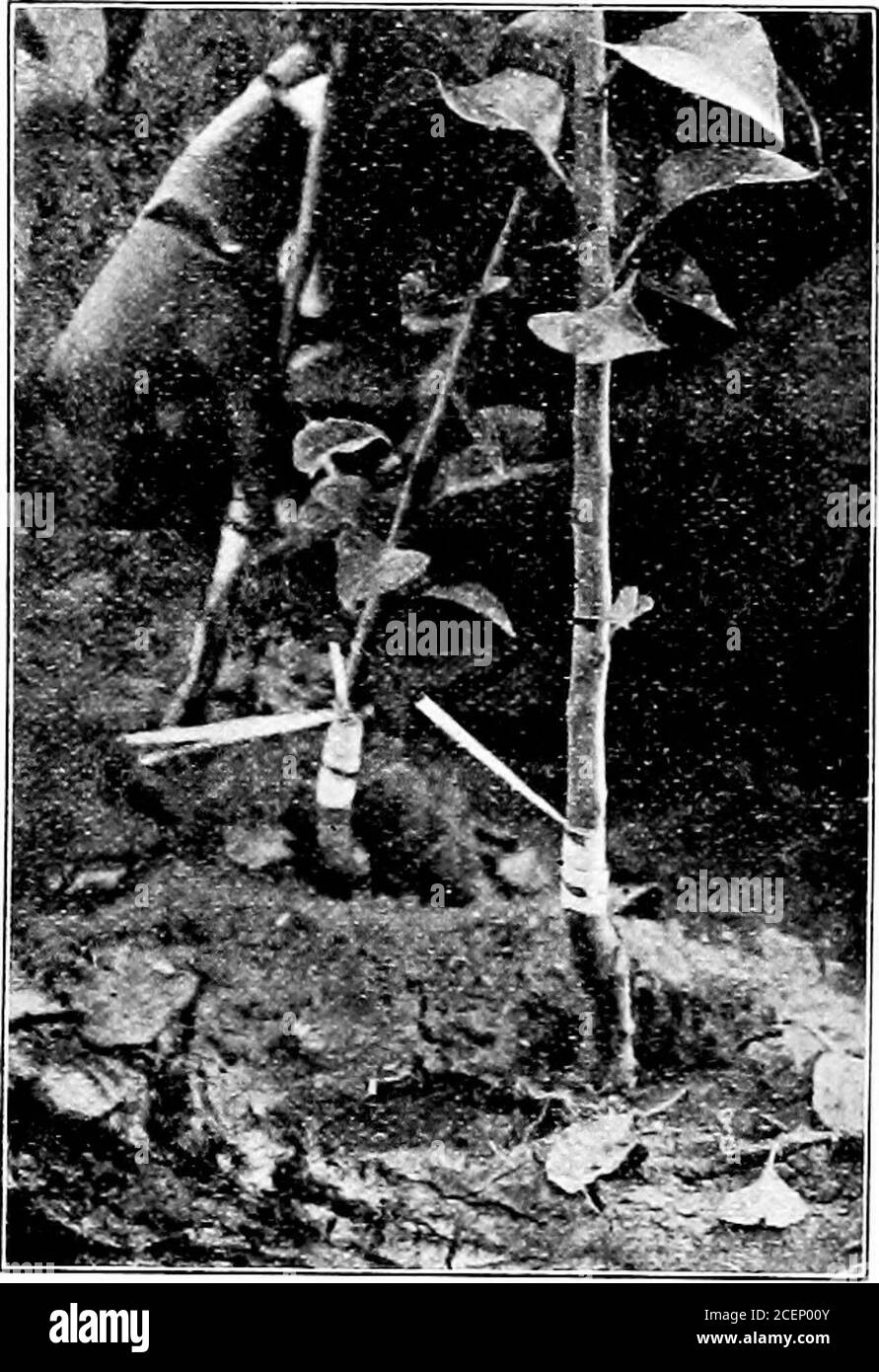 Corte longitudinal de durazno Imágenes de stock en blanco y negro - Alamy