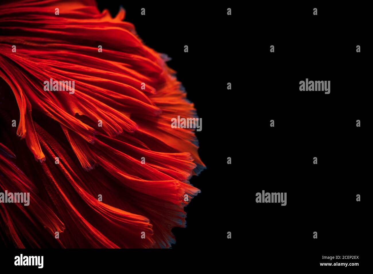 Imagen de fondo abstracta derivada de superficies estriadas de Streak fluttering La natación de la Betta roja lucha contra los peces en negro antecedentes Foto de stock