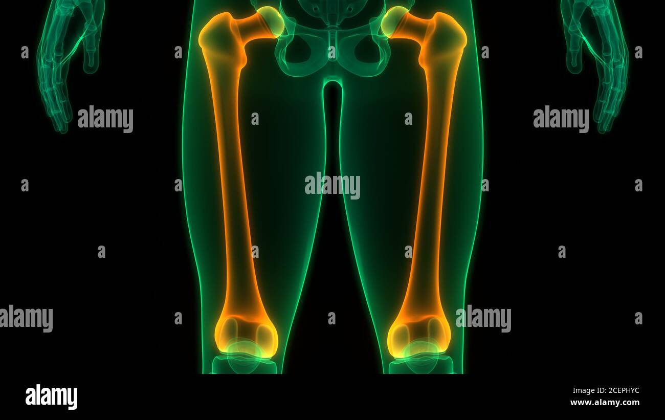 Esqueleto Humano articulaciones óseas Anatomía del sistema Fotografía de stock Alamy Esqueleto Humano articulaciones óseas Anatomía del sistema Fotografía de stock Alamy