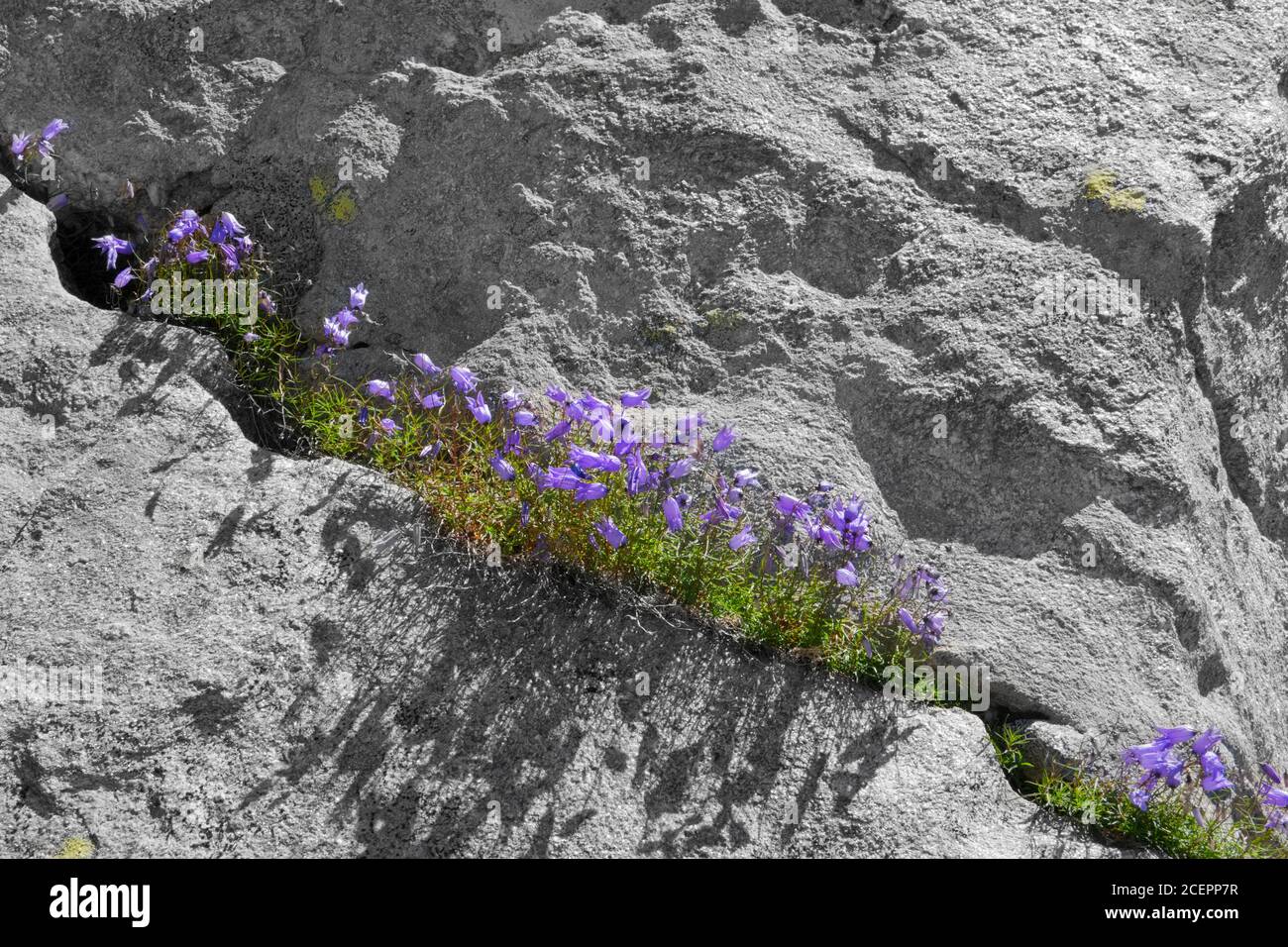 Bellflowers, Campanula scheuchzeri, creciendo en una grieta de roca Foto de stock