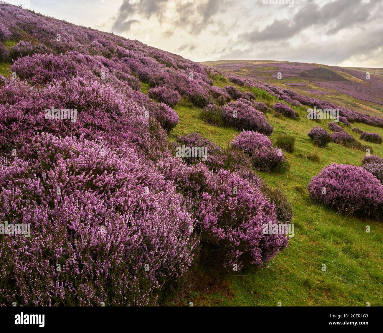 Ling Heather, Calluna Vulgaris, Lammermuir Hills, East Lothian, Escocia. Foto de stock
