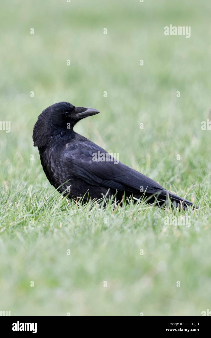 Carrion Crow / Rabenkraehe ( Corvus corone ), sentados en el suelo en la hierba, muy cuidadoso, tímido e inteligente, revirtiendo las aves, viendo, wildli Foto de stock
