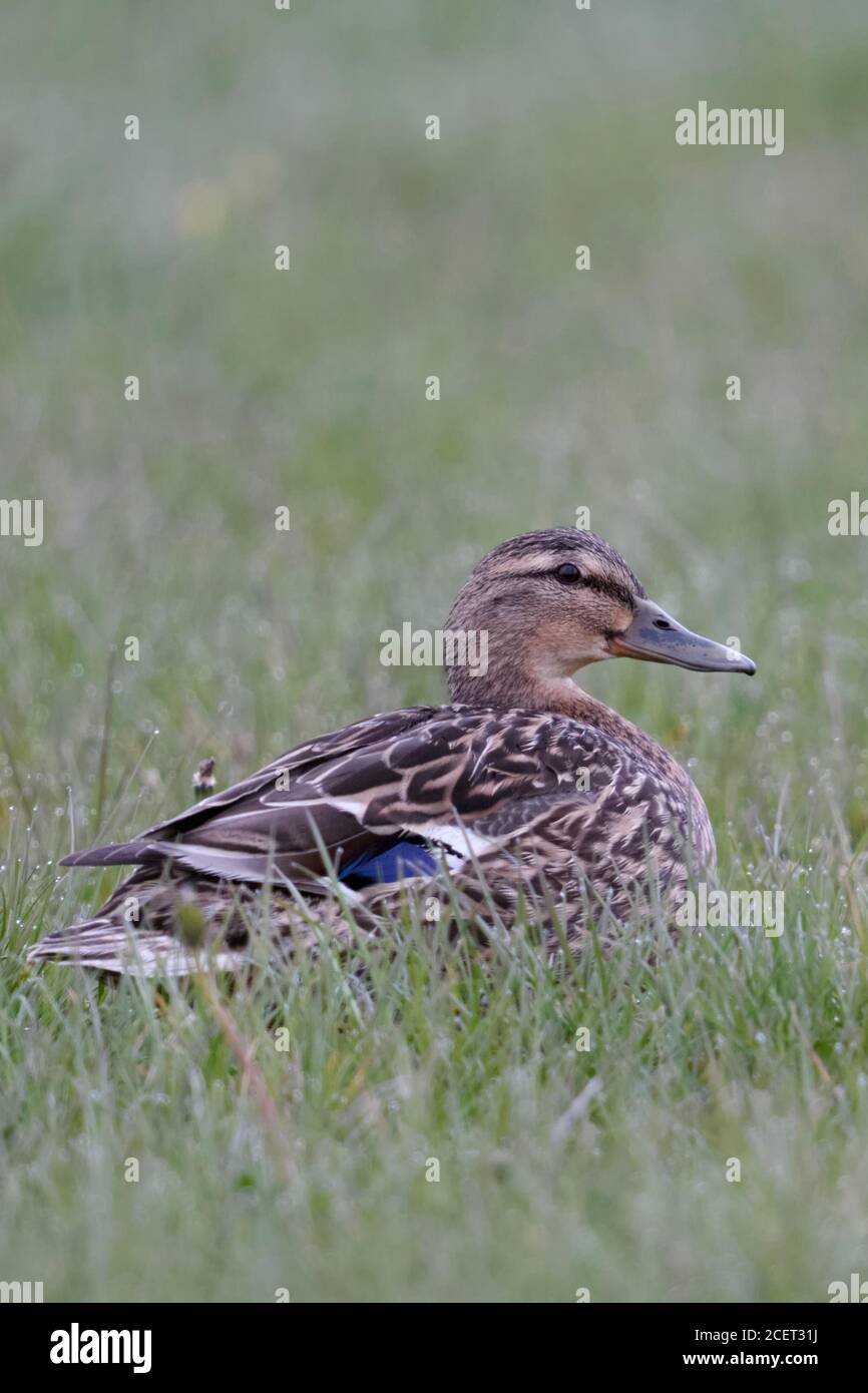 Ánade / pato silvestre ( Anas platyrhynchos ), la hembra adulta, sentado / descansando sobre un pastizal húmedo de rocío, en un prado, vida silvestre, Europa. Foto de stock