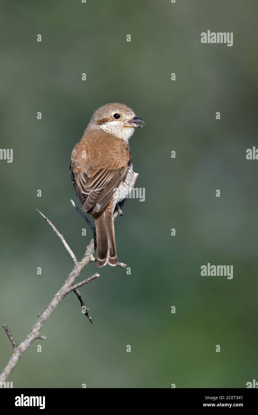 Shrike con respaldo rojo ( Lanius collurio ), mujer adulta, encaramado en la parte superior de una rama espinosa, en su mirador, vista de atrás, dando la vuelta, llamando, wildli Foto de stock