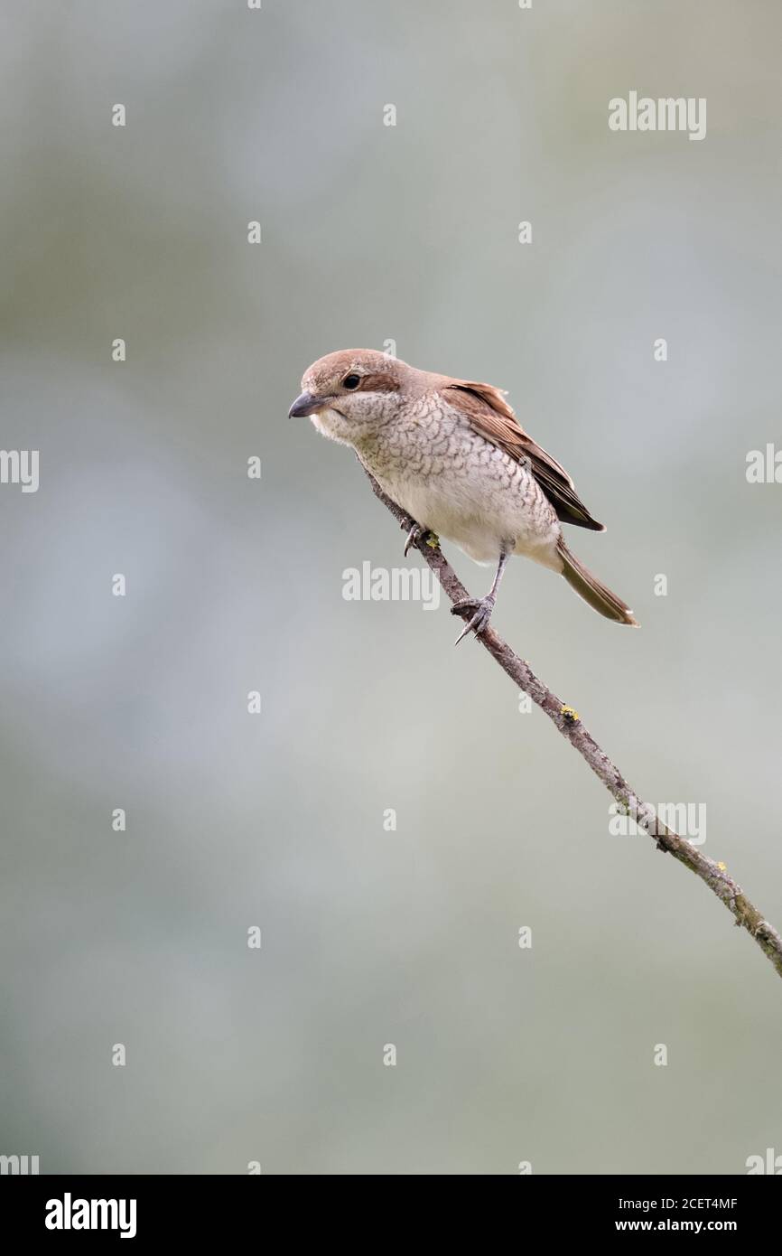 Shrike de respaldo rojo ( Lanius collurio ), mujer adulta, encaramado en la parte superior de una rama seca, en su mirador, observando la presa, la fauna silvestre, Europa. Foto de stock