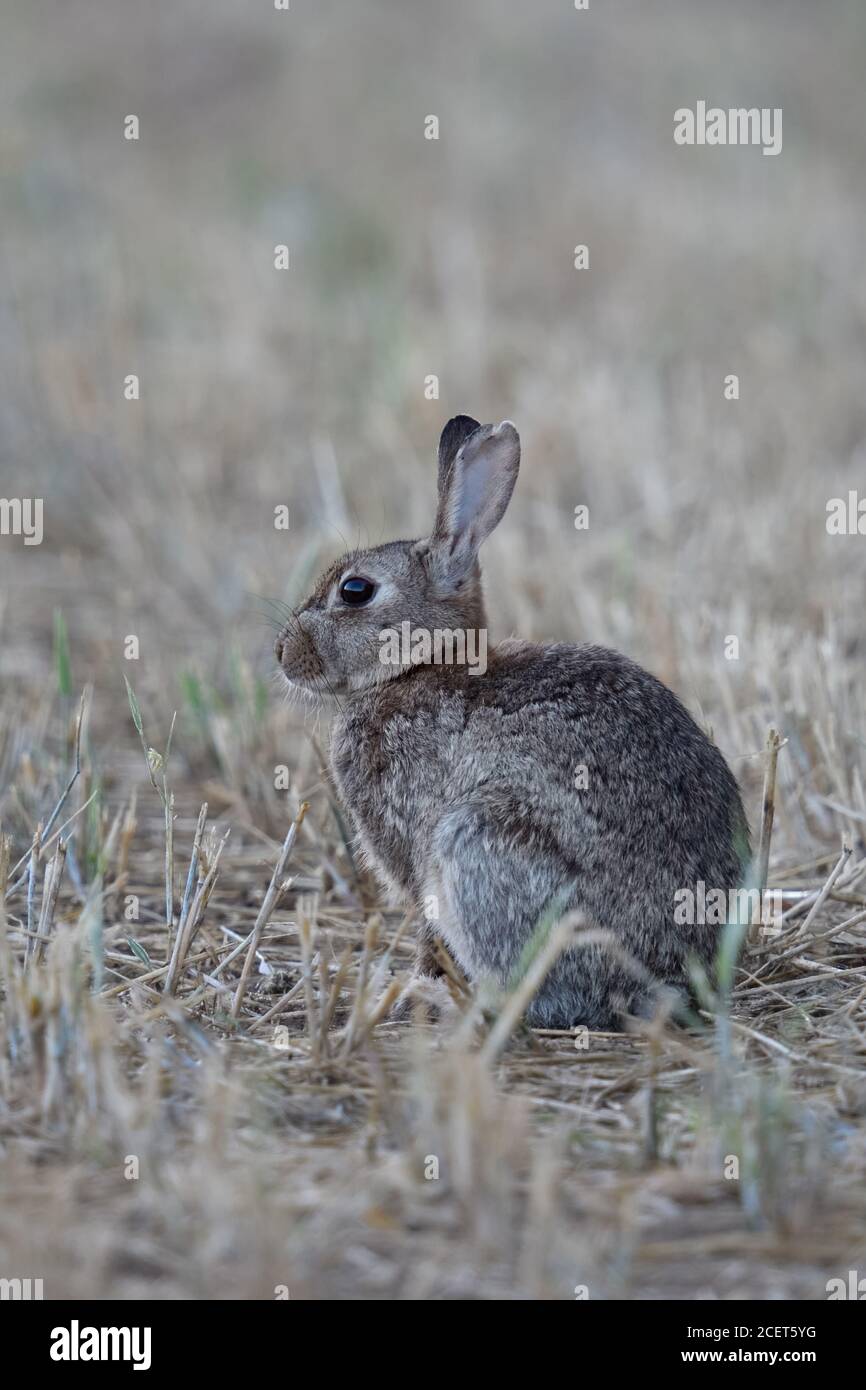 Conejo / Conejo Europeo ( Oryctolagus cuniculus ) sentado en un campo cosechado, observando, se ve lindo, campo de rastrojo, temprano en la mañana, la vida silvestre, Foto de stock
