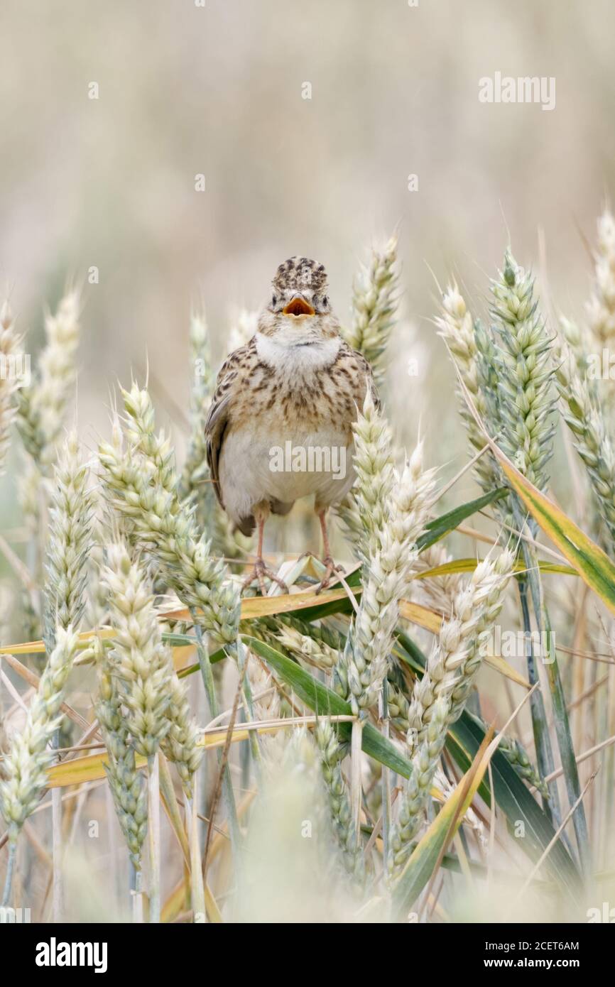 Skylark ( Alauda arvensis ) cantando en un campo de trigo, encaramado en los cultivos de trigo, uno de los pájaros cantores más populares, la vida silvestre, Europa. Foto de stock