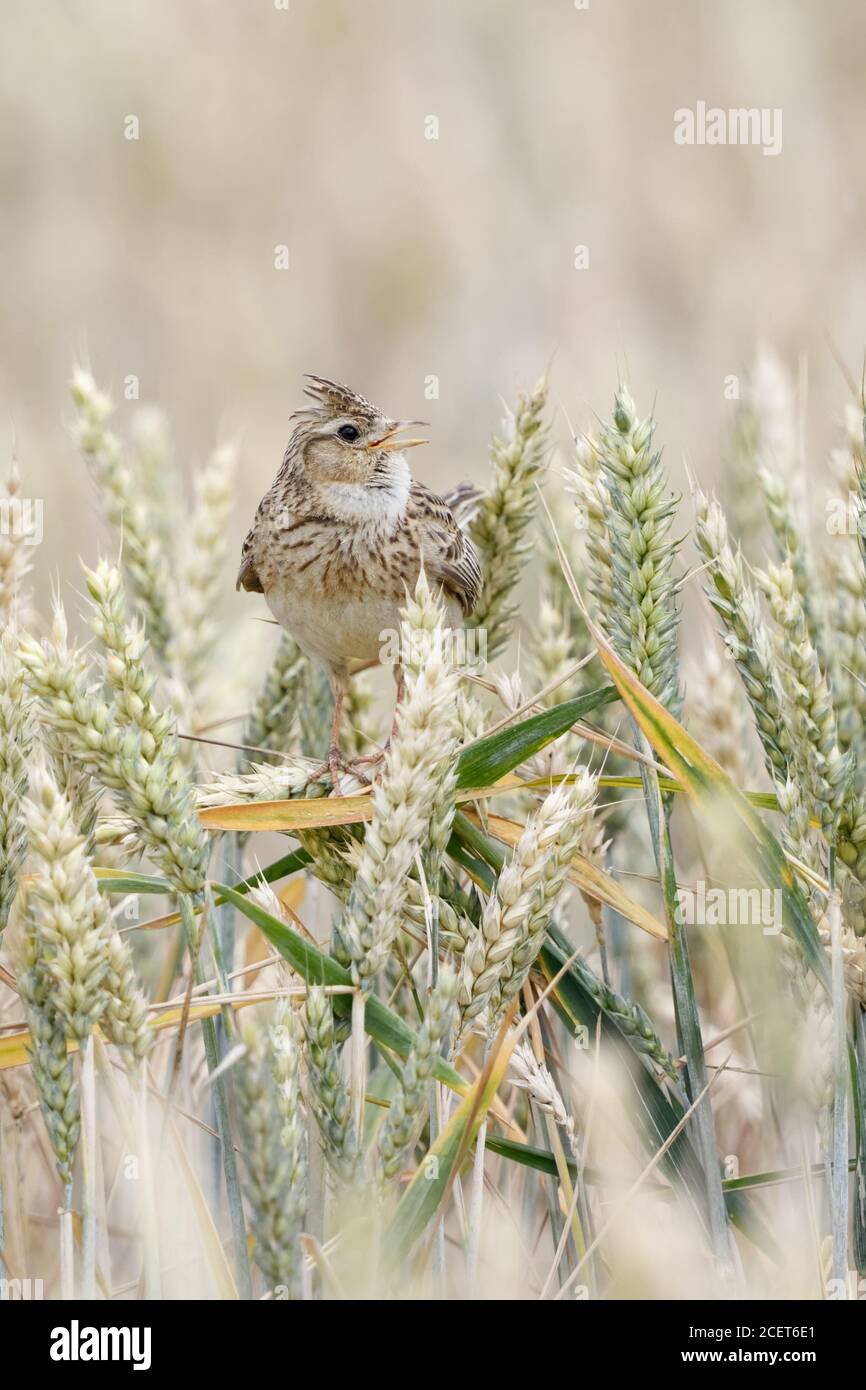Skylark ( Alauda arvensis ) cantando en tierras de cultivo, encaramado en cultivos de trigo, típico cresta elevada, vida silvestre, Europa. Foto de stock
