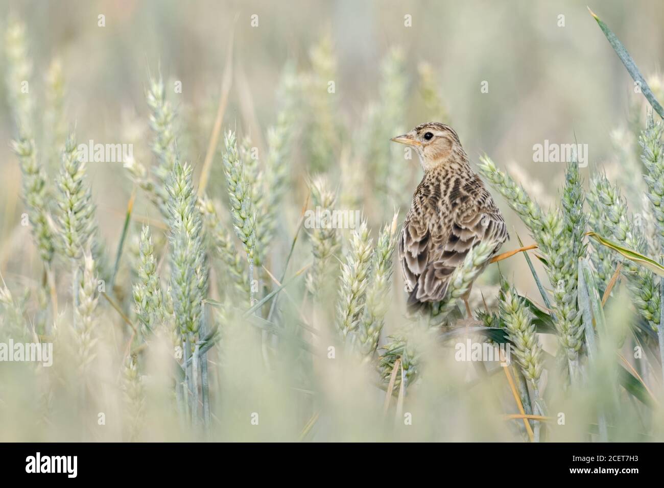 Eurasian Skylark / Feldlerche ( Alauda arvensis ) encaramado en un campo de trigo, observando alrededor, pájaro característico de las tierras de cultivo abiertas, bonita vista trasera, Foto de stock