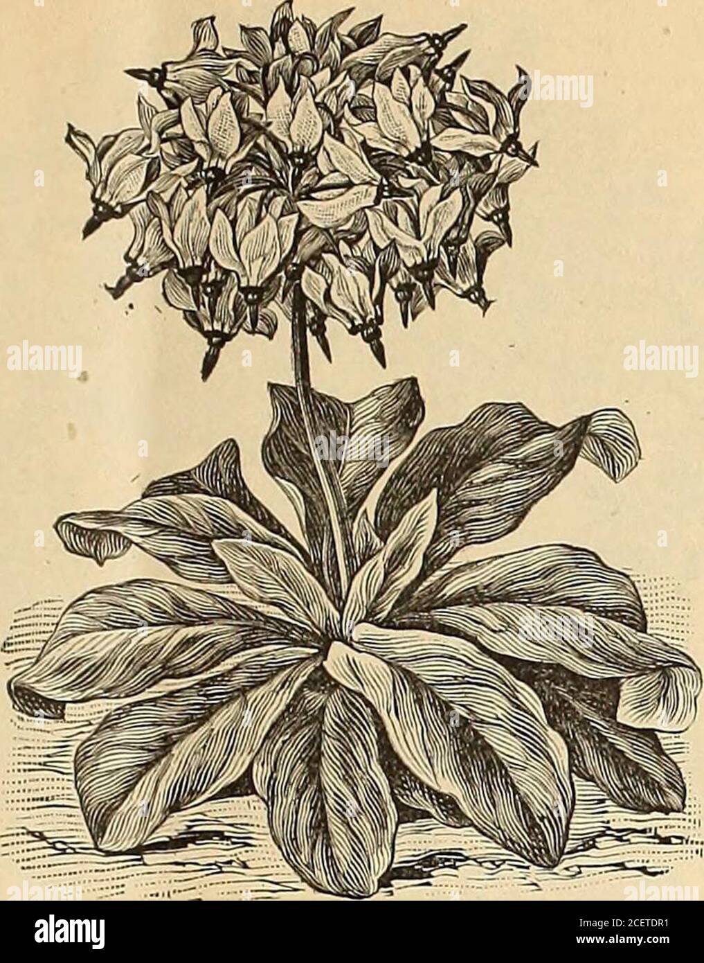Grupos de flores moradas fotografías e imágenes de alta resolución - Página  6 - Alamy