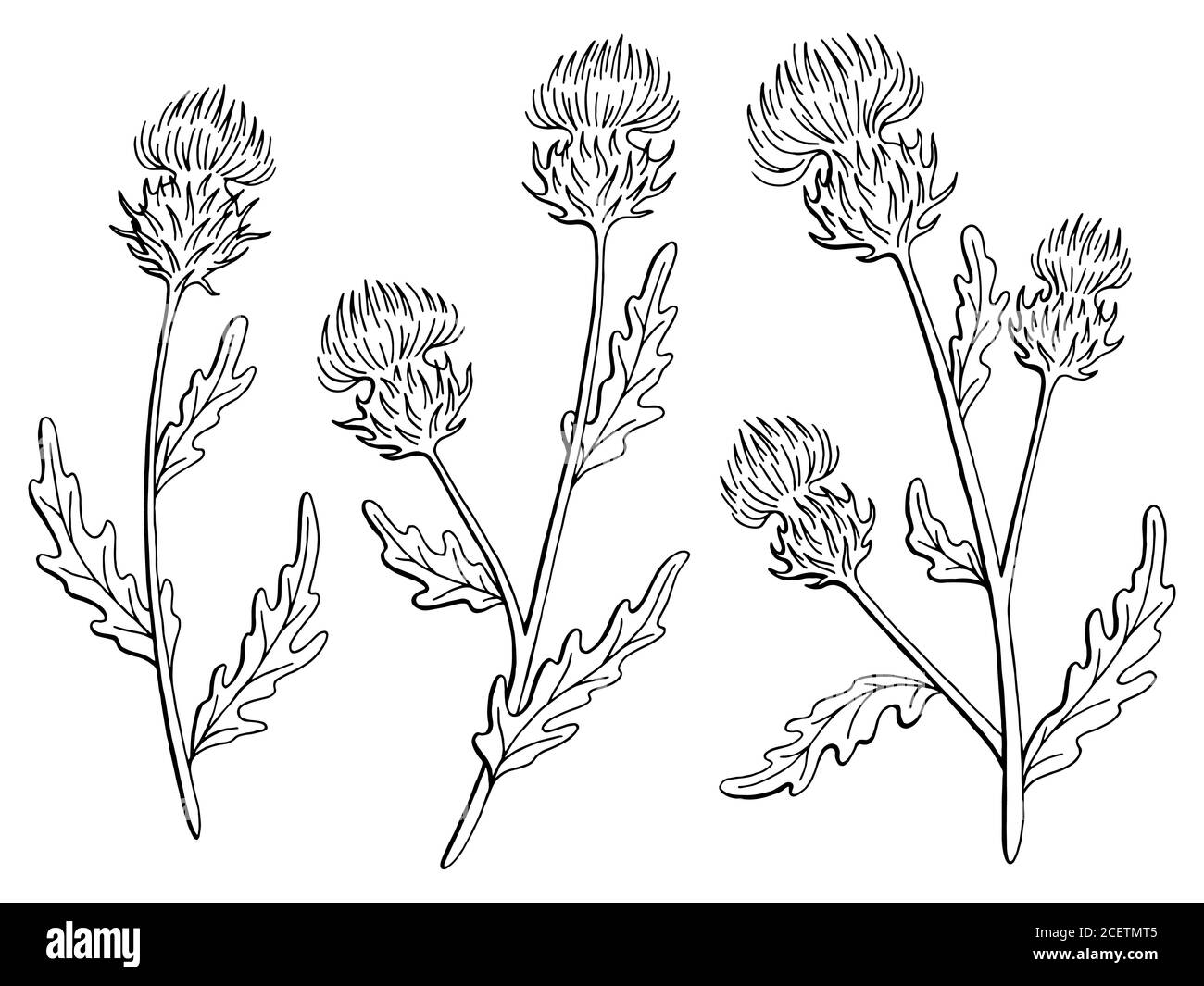 Thistle flor gráfico negro blanco aislado dibujo ilustración vector Ilustración del Vector