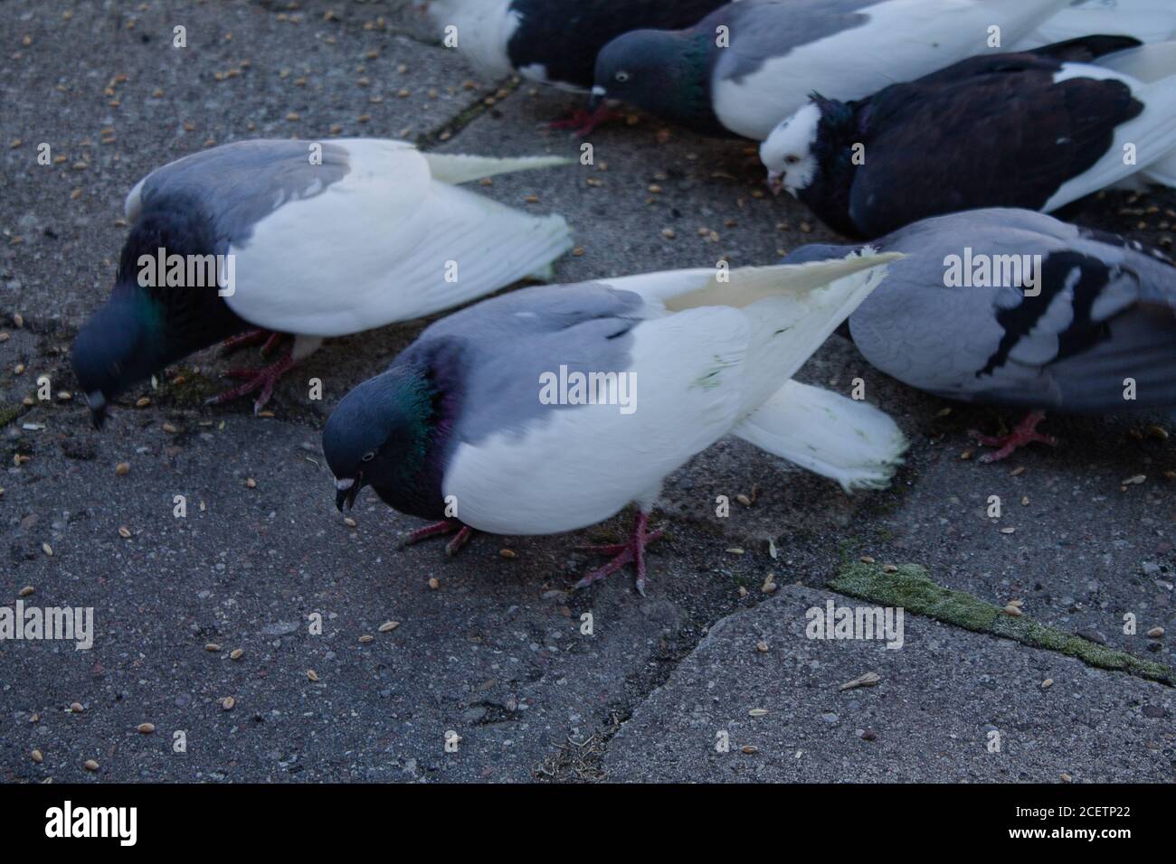 Que alimentar a las palomas mensajeras fotografías e imágenes de alta  resolución - Alamy
