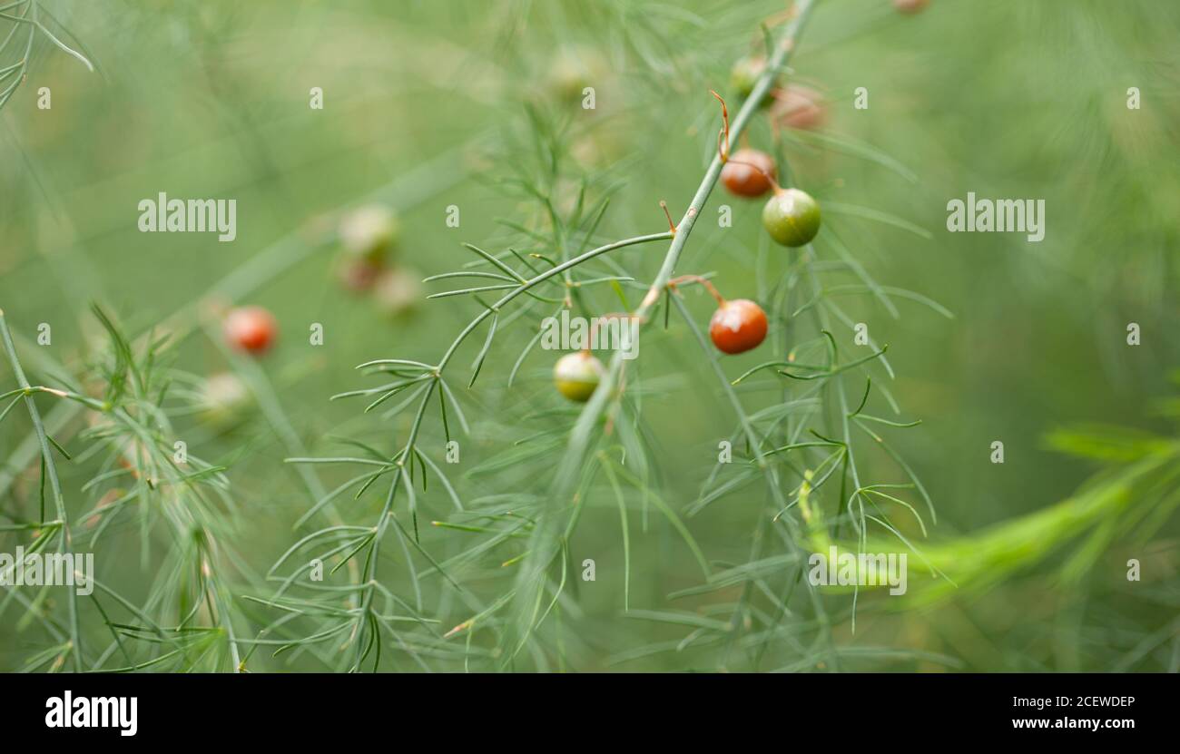 Primer plano de alta resolución de helechos de espárragos femeninos con  bayas rojas-orgey Fotografía de stock - Alamy