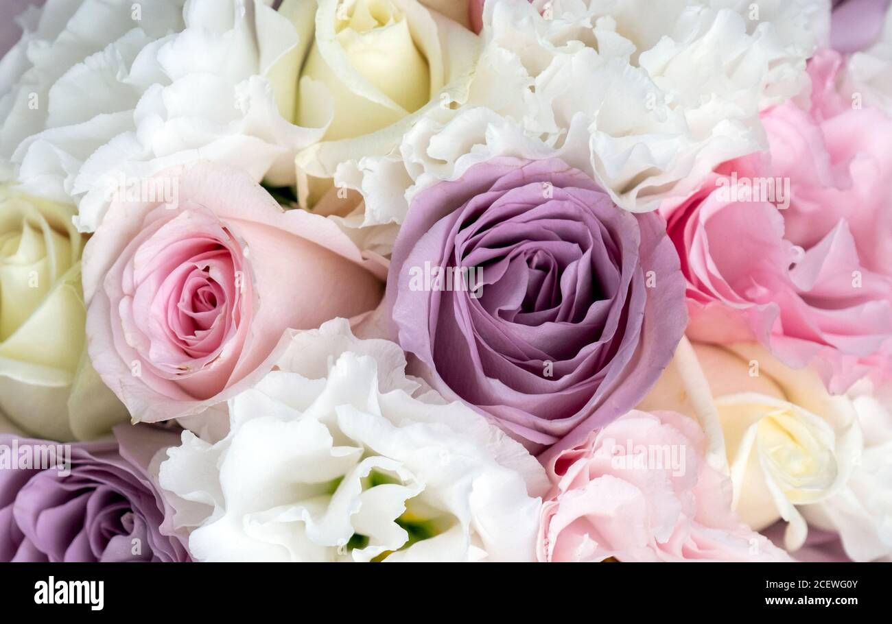 Fondo rosa brillante, blanco y lila rosas Fotografía de stock - Alamy