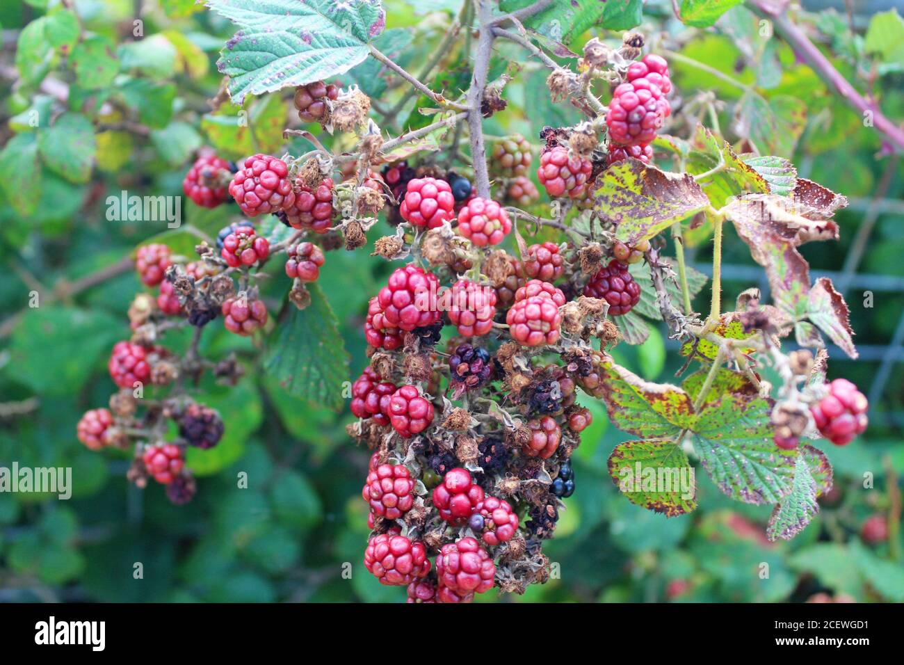 Las bayas de Dewberries crecen en el desierto en Criccieth, Gales del Norte Foto de stock
