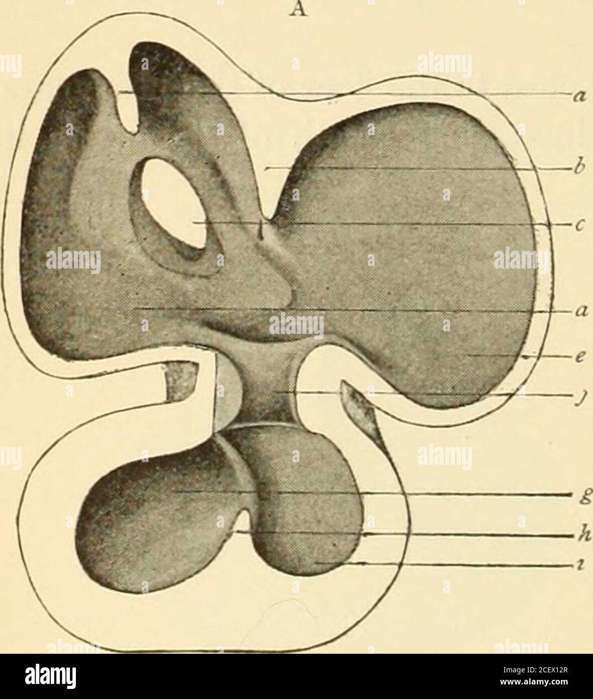 . Un libro de texto americano de obstetricia. Para profesionales y estudiantes. Fig. 95.-A, corazón de embrión humano de unos 4.3 mm. (HIS): A, aurícula; b, porción de la aurícula corre-esponjosa con apéndice auricular; c, truneus arterioso; d, canal auricular; e, ventrículo primitivo. B,corazón del embrión humano de aproximadamente la quinta semana (HIS): A, aurícula izquierda; b, aurícula derecha; c, truncus arterio-sus; d, ranura interventricular; e, ventrículo derecho; /, ventrículo izquierdo. Divisiones—una cámara venosa inferior y posterior y un compartimento superior y anteriorarterial—hacia y desde los cuales pasan el venoso primitivo más grande Foto de stock