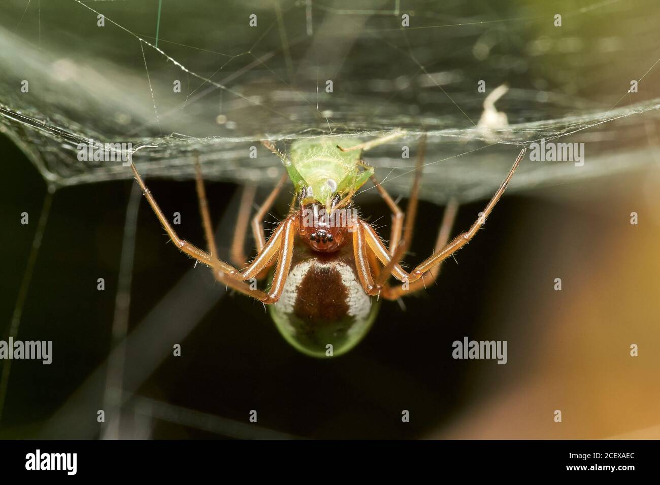 Macro de primer plano detallado de una araña de armario común (Steatoda) colgando al revés en la tela captada un áfido Foto de stock