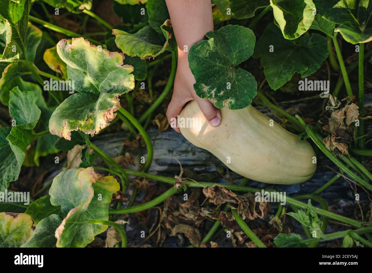 Vista superior de la cosecha irreconocible niño recogiendo calabaza amarilla madura de cama de verduras en el jardín de verano Foto de stock