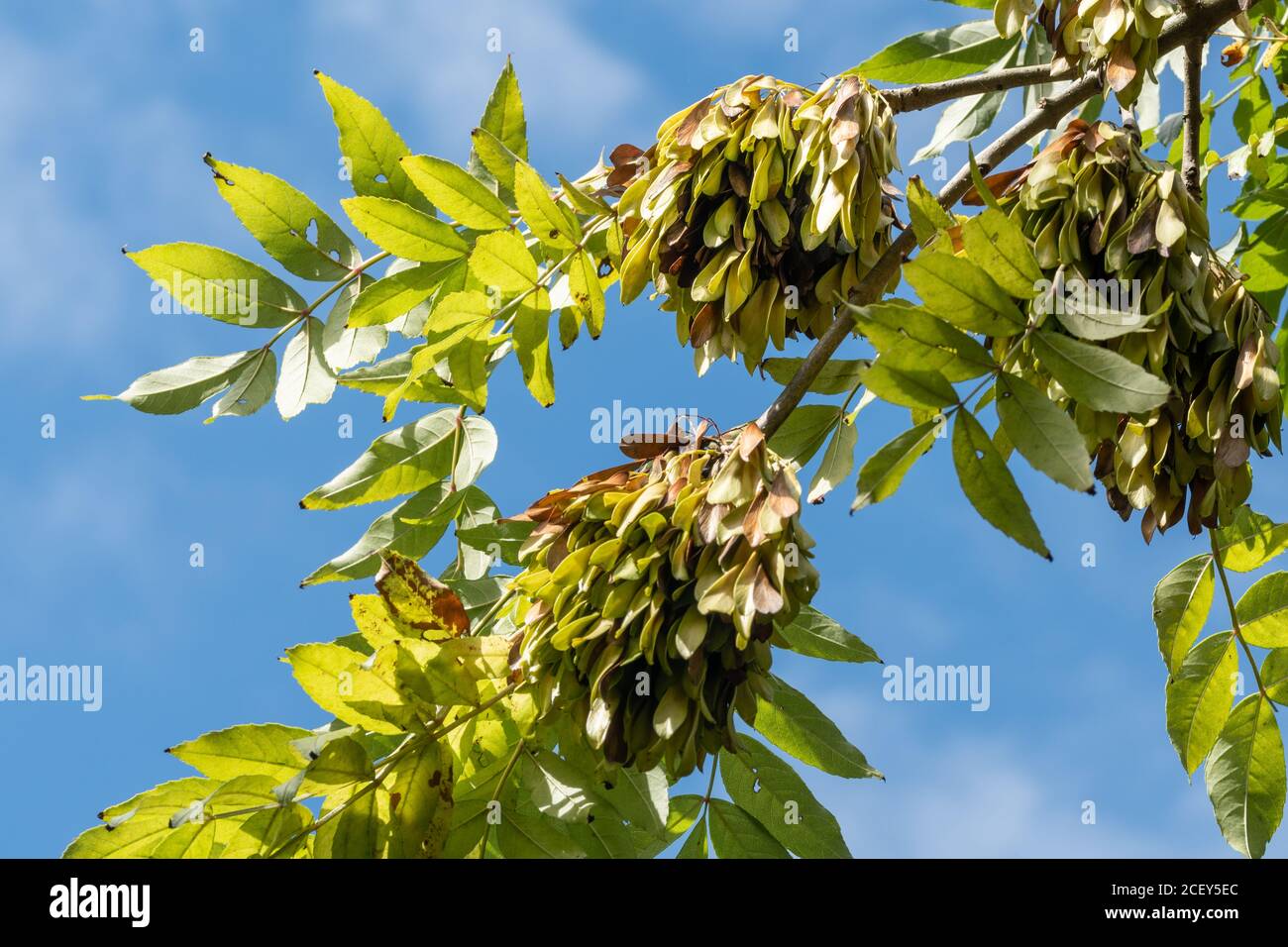 Fresno (Fraxinus excelsior) con vainas de semillas, también llamadas claves de fresno a finales del verano, Reino Unido Foto de stock