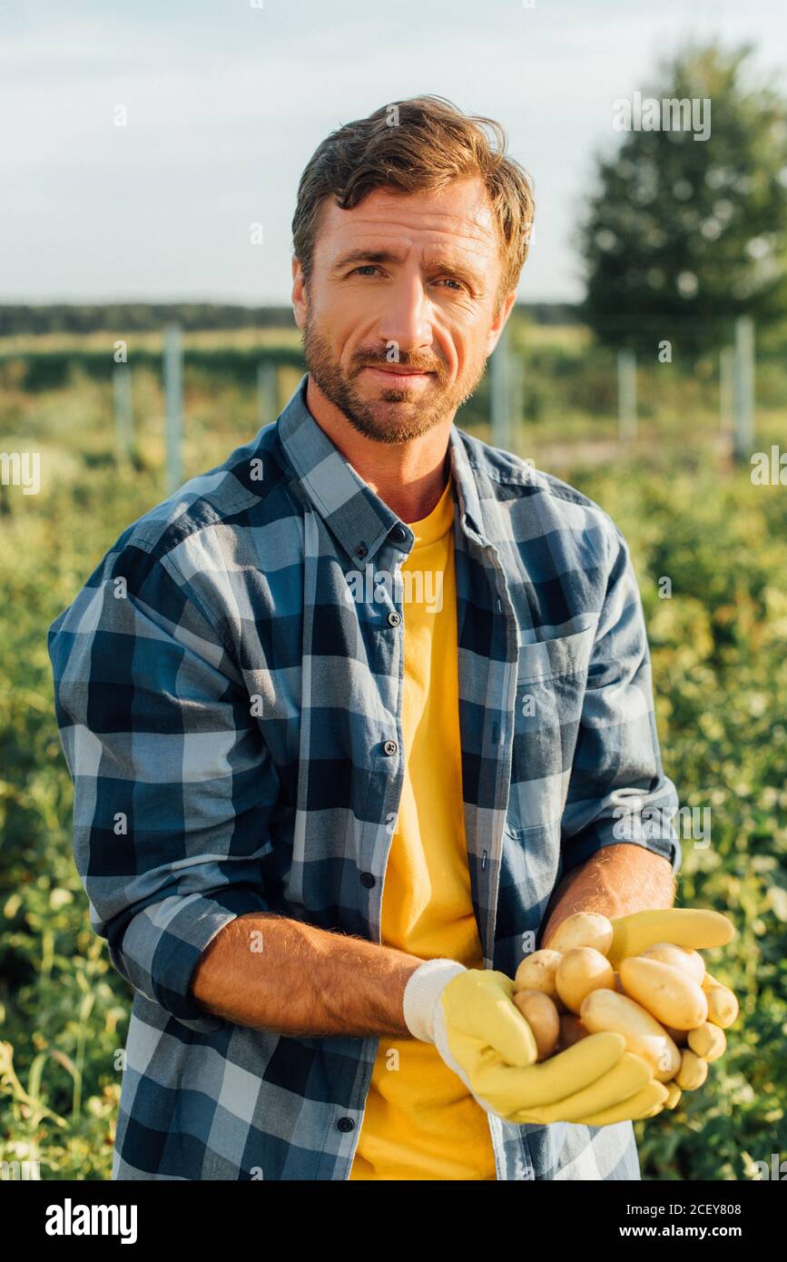 granjero en camisa de cuadros sosteniendo patatas frescas, orgánicas en las  manos mientras miraba la cámara Fotografía de stock - Alamy