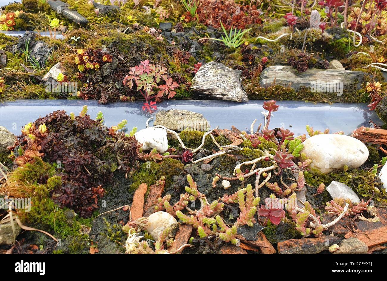 Un primer plano de Sedum plantado en el techo de un cobertizo, sostenible y ambientalmente la plantación de jardín de techo. Foto de stock