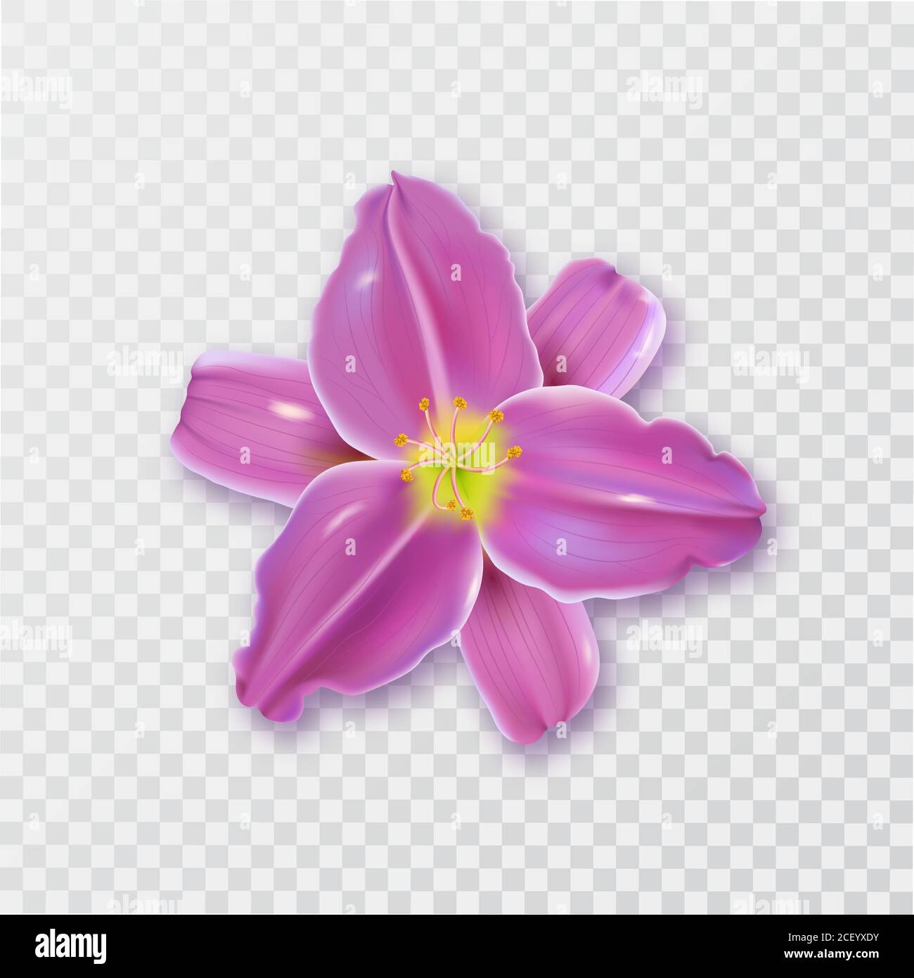 Una flor de lirio con una sombra sobre un fondo transparente aislado.ornamento 3D.elemento para el diseño. Ilustración vectorial realista. Ilustración del Vector