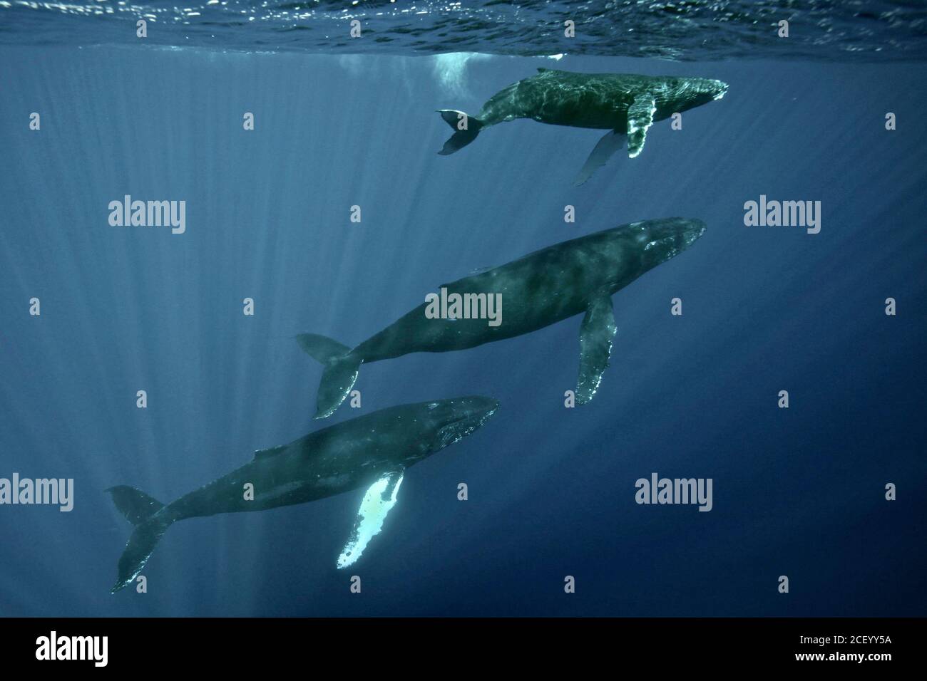 Hawaii Ballena Jorobada Santuario Marino Nacional Fotos e Imágenes de stock  - Alamy