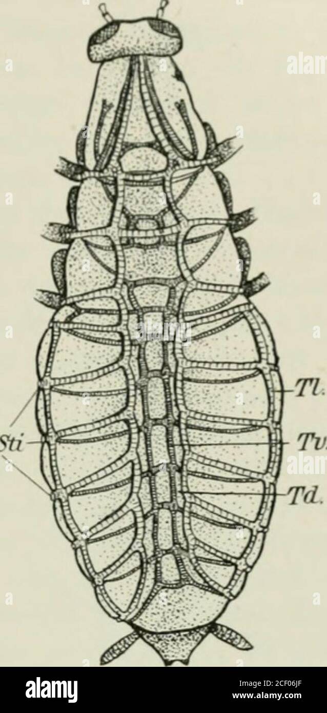Die Forstinsekten Mitteleuropas Ein Lehr Und Handbuch Luft Sacken Er Weitert Deren Wande Wie Schon Erwahnt Des Versteifenden Spiralfadens Entbehren Fig Ir Bei Manchen Insekten Bienen Fliegen Schmetterlingen Maikafer Usw Konnensie So Gross